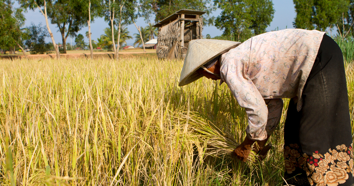 Human Rights Risks in the Production and Processing of Rice in Cambodia